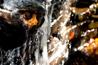 Illustration for article titled Shooting Challenge Fall Leaves Gallery 11